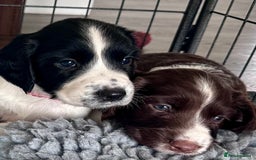 English Springer Spaniel dogs for sale: Springer Spaniels - Image 33