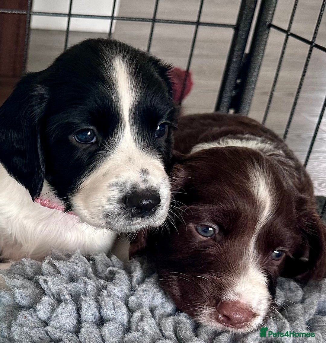 English Springer Spaniel dogs for sale: Springer Spaniels - Image 33