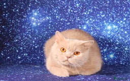 British Shorthair cats for sale: Retired Tica registered British shorthair females  - Image 9
