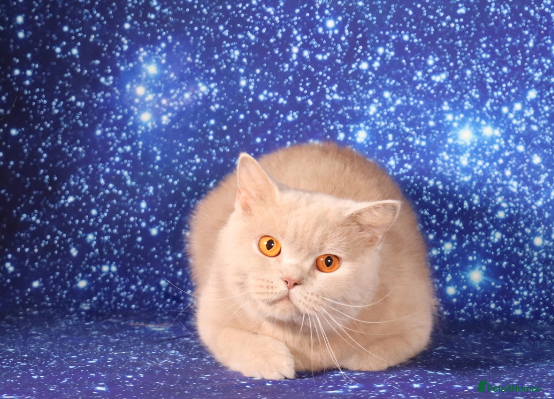 British Shorthair cats for sale: Retired Tica registered British shorthair females  - Image 9