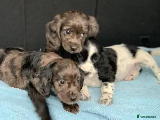 Cocker Spaniel dogs Cocker spaniel - Advert 10