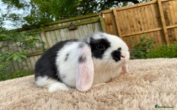 Mini Lop rabbits for sale: Baby Mini Lops For Sale - Image 2