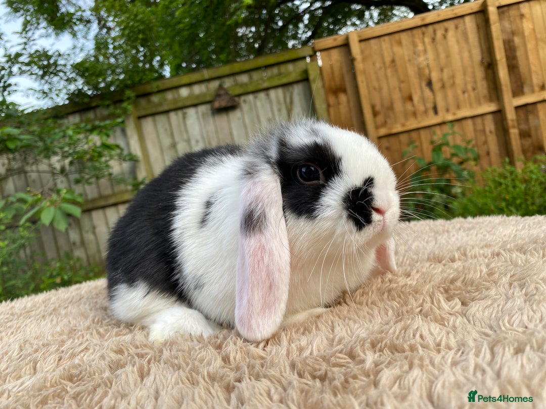Mini Lop rabbits for sale: Baby Mini Lops For Sale - Image 2
