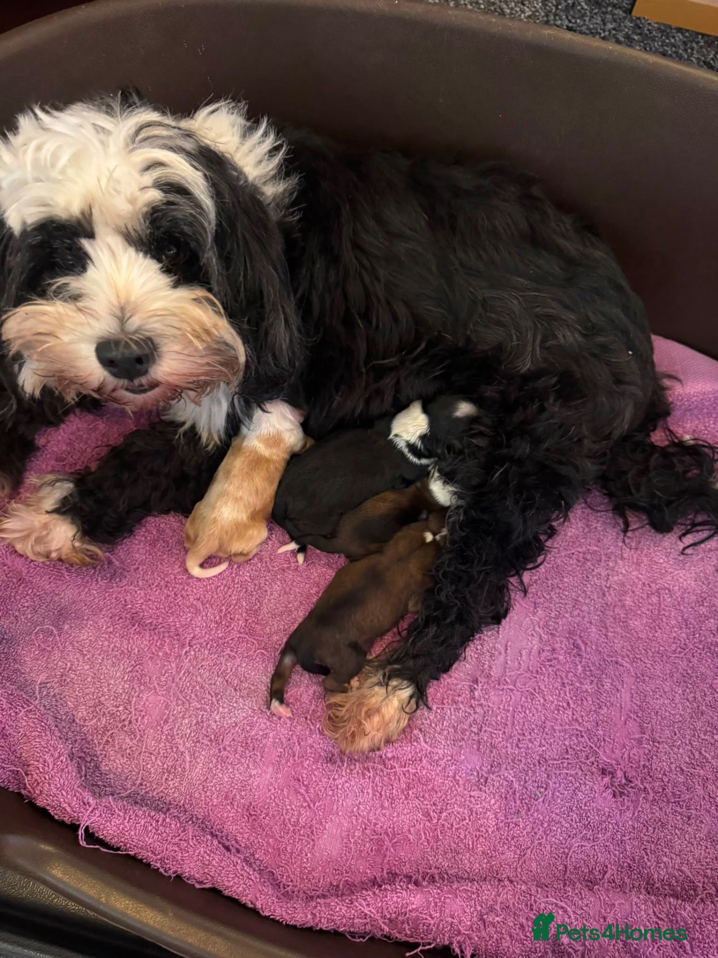 Tibetan Terrier dogs for sale: Beautiful Tibetan Terrier puppes - Advert 10