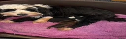 Tibetan Terrier dogs for sale: Beautiful Tibetan Terrier puppes - Advert 1