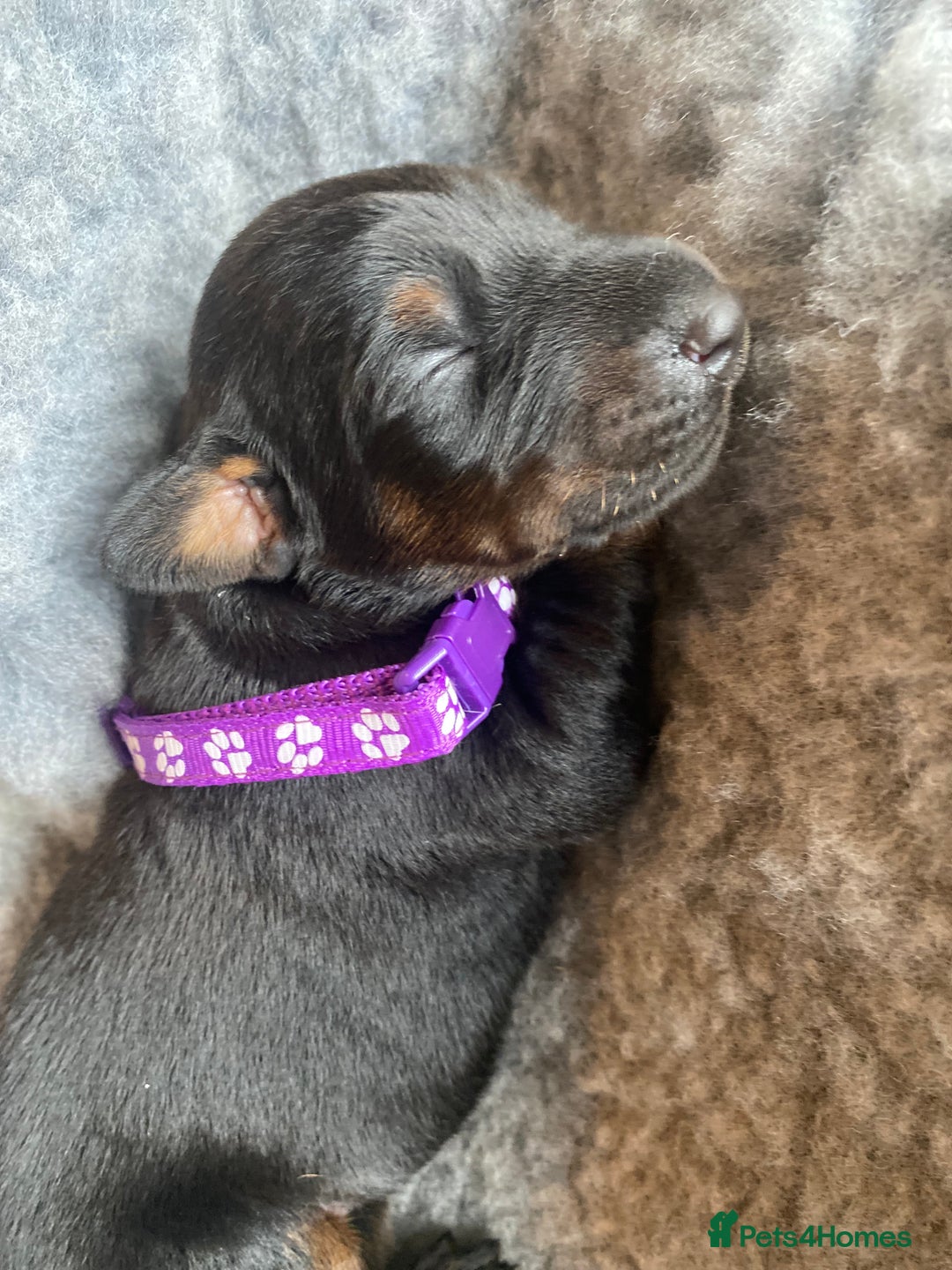 Dobermann dogs for sale: KC REGISTERED DOBERMAN PUPS - Image 29