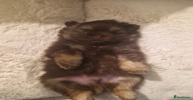 Pomeranian dogs - Advert 1