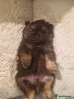 Pomeranian dogs - Advert 1