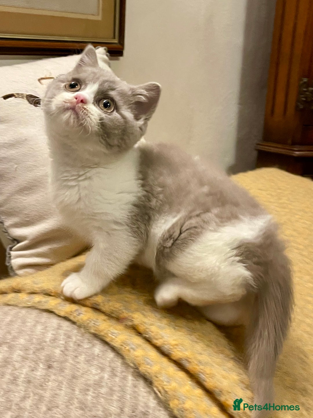 British Shorthair cats for sale: Champion Sired Female BSH - Advert 5