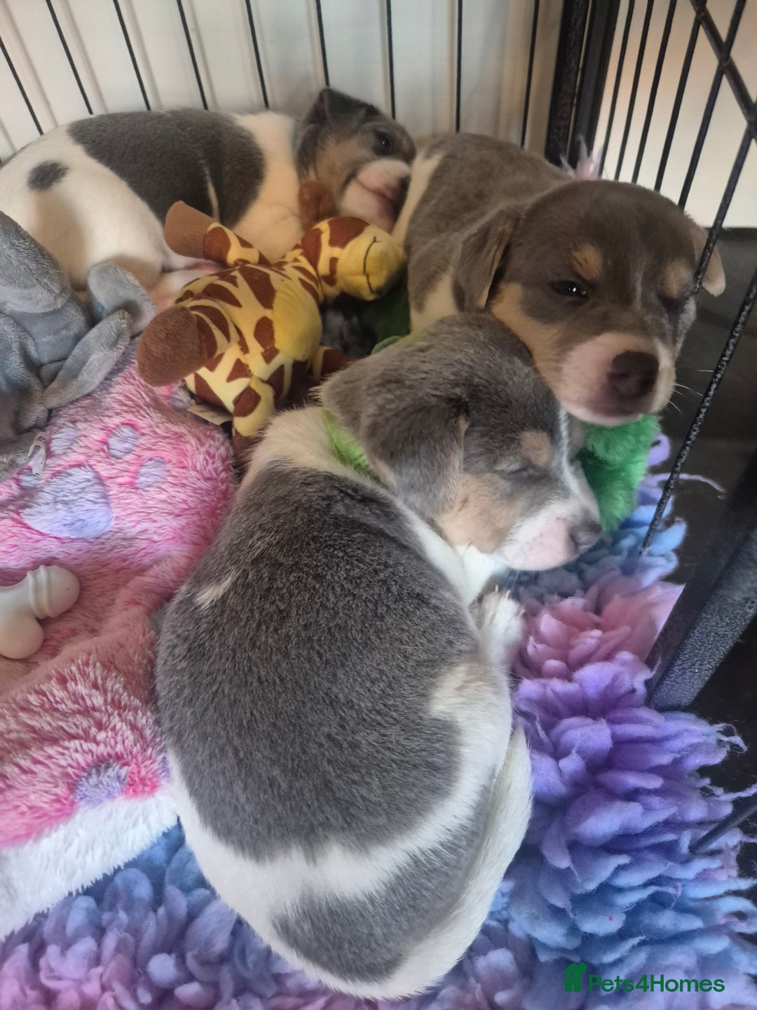 Jack Russell dogs for sale: Beautiful Blue tri miniature jack russells  - Image 7