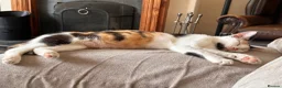 American Shorthair cats for sale: Kittens for sale  in Malpas - Advert 1