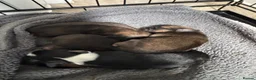 Mixed Breed dogs for sale: 4 Beautiful Pug X Puppies in Hull - Advert 11
