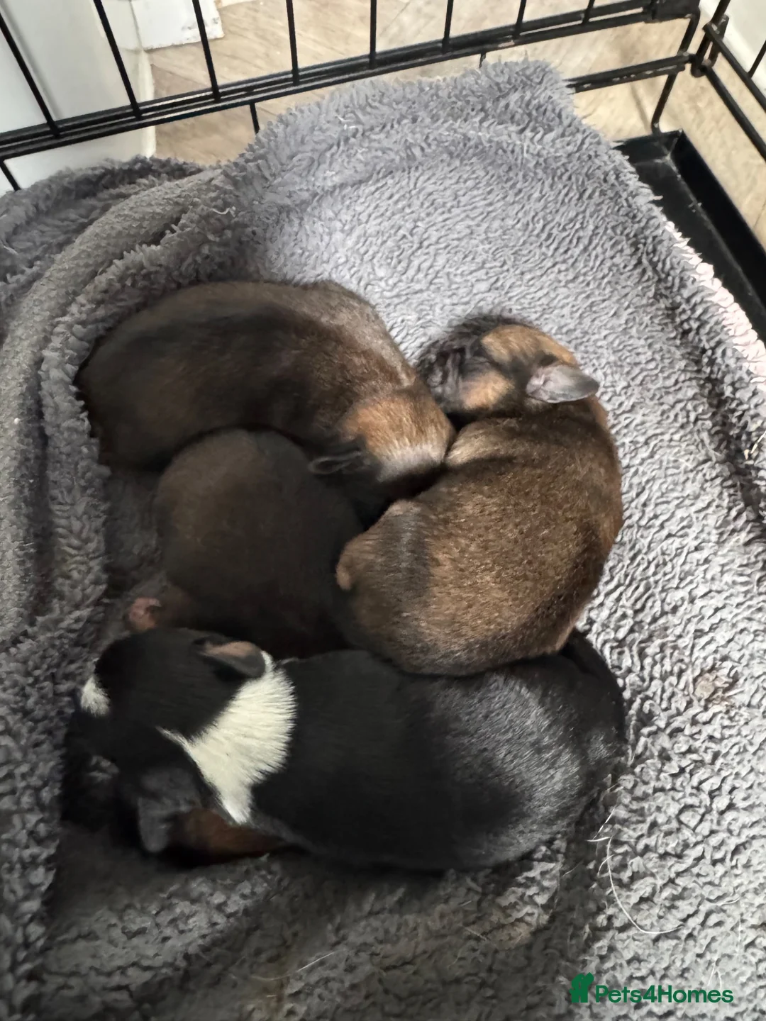 Mixed Breed dogs for sale: 4 Beautiful Pug X Puppies in Hull - Advert 11