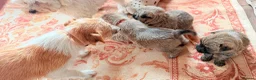 Cairn Terrier dogs for sale: Stunning KC reg cairn terrier pups  - Advert 9