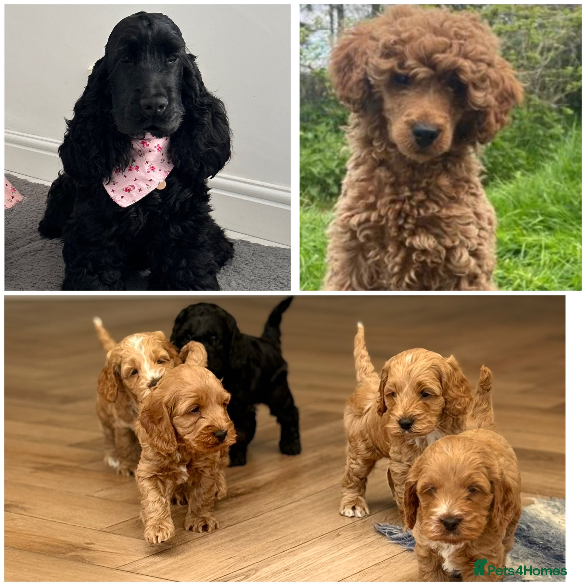 Cockapoo dogs F1 show line cockapoo puppies - Advert 2