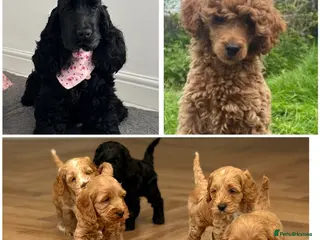 Cockapoo dogs F1 show line cockapoo puppies - Advert 2