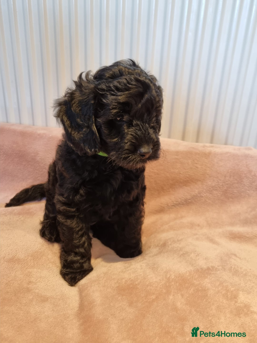Cockapoo dogs for sale: F1b Cockapoo Puppies (One boy left) - Advert 24