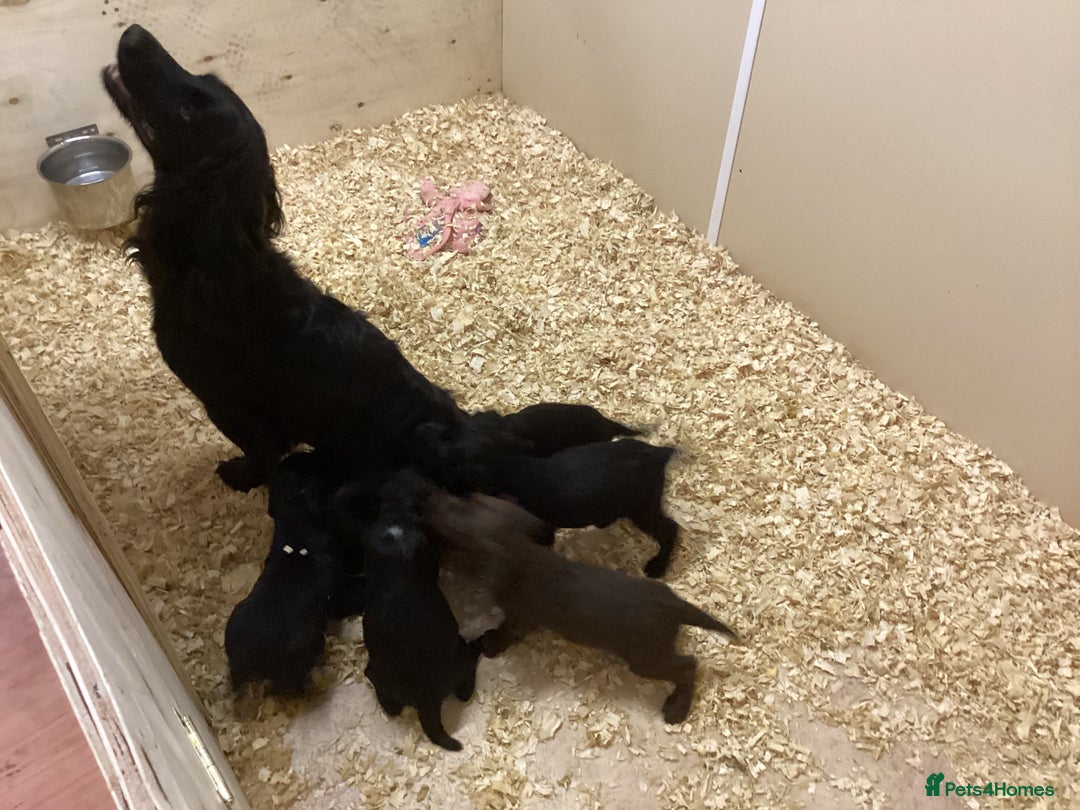 Cocker Spaniel dogs for sale: Cocker Spaniels, KC reg, Health Tested parents  - Image 2