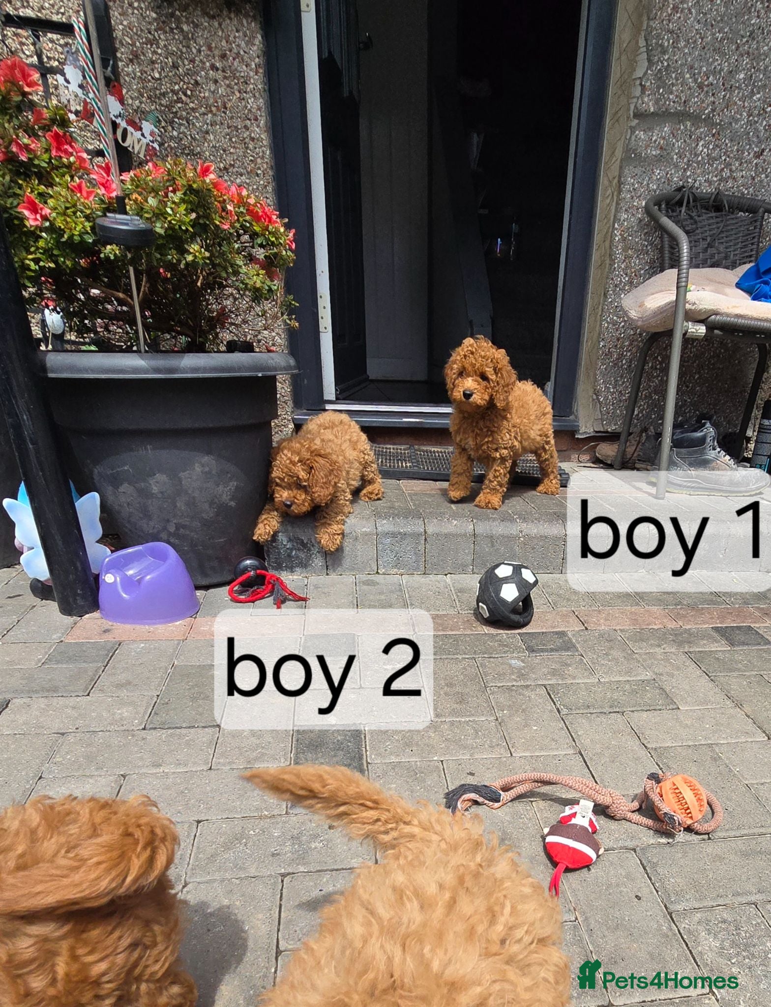 Cavapoo dogs BOYS ONLY cavapoo pups ready to leave  - Advert 1