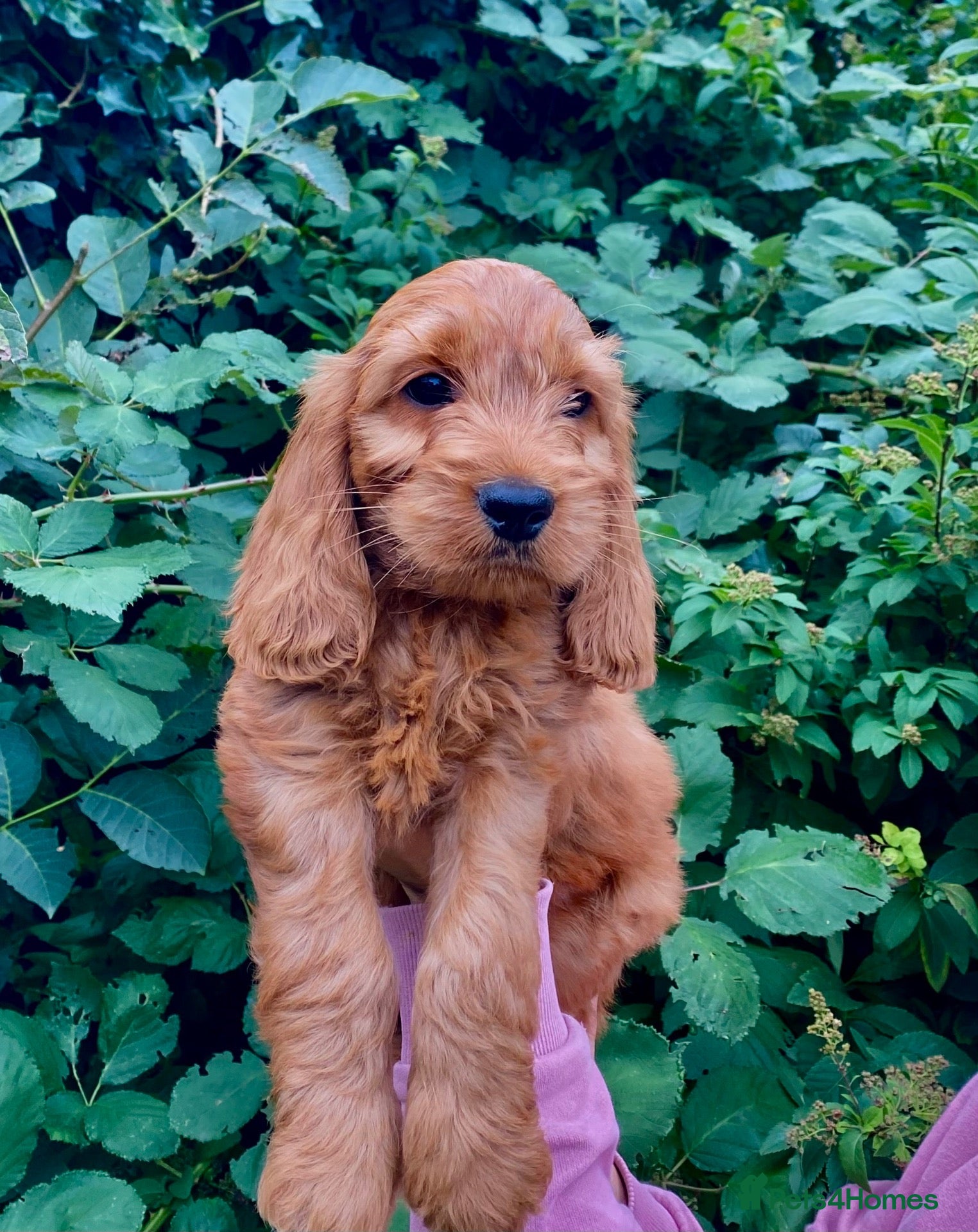 Cockapoo dogs F1 Cockapoos READY TO LEAVE NOW  - Advert 1