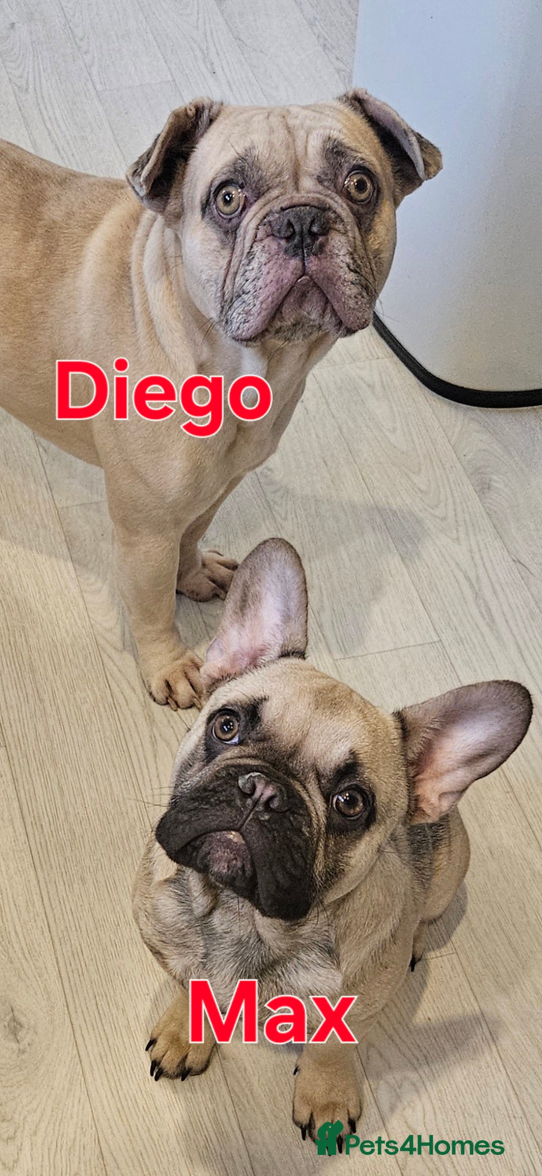 Mixed Breed dogs for sale: 15 month old French bulldog - Advert 1