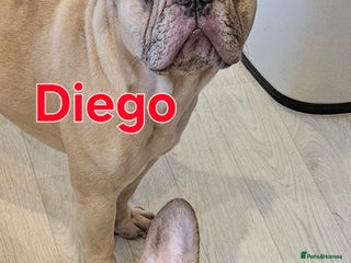 Mixed Breed dogs 15 month old French bulldog - Advert 2