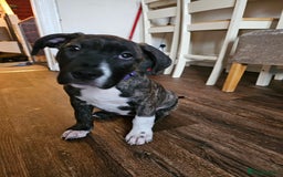 Presa Canario dogs for sale: Presa canario female puppy  - Image 4