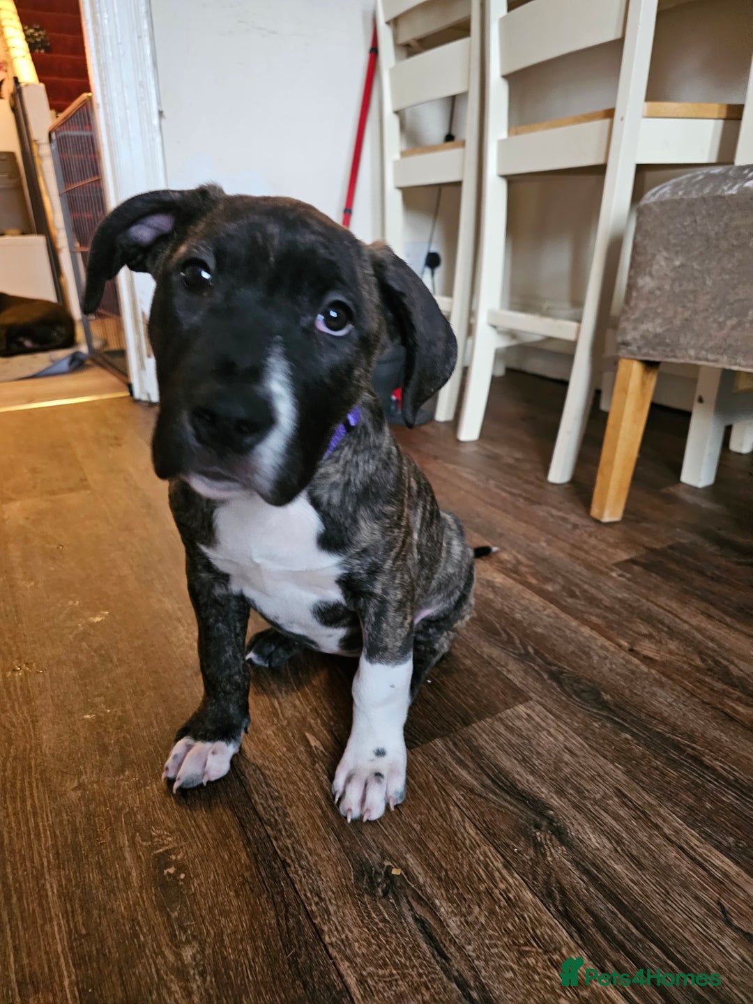 Presa Canario dogs for sale: Presa canario female puppy  - Image 4