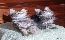 Maine Coon cats for sale: GCCF Pedigree Maine Coon Kittens for sale  - Image 16