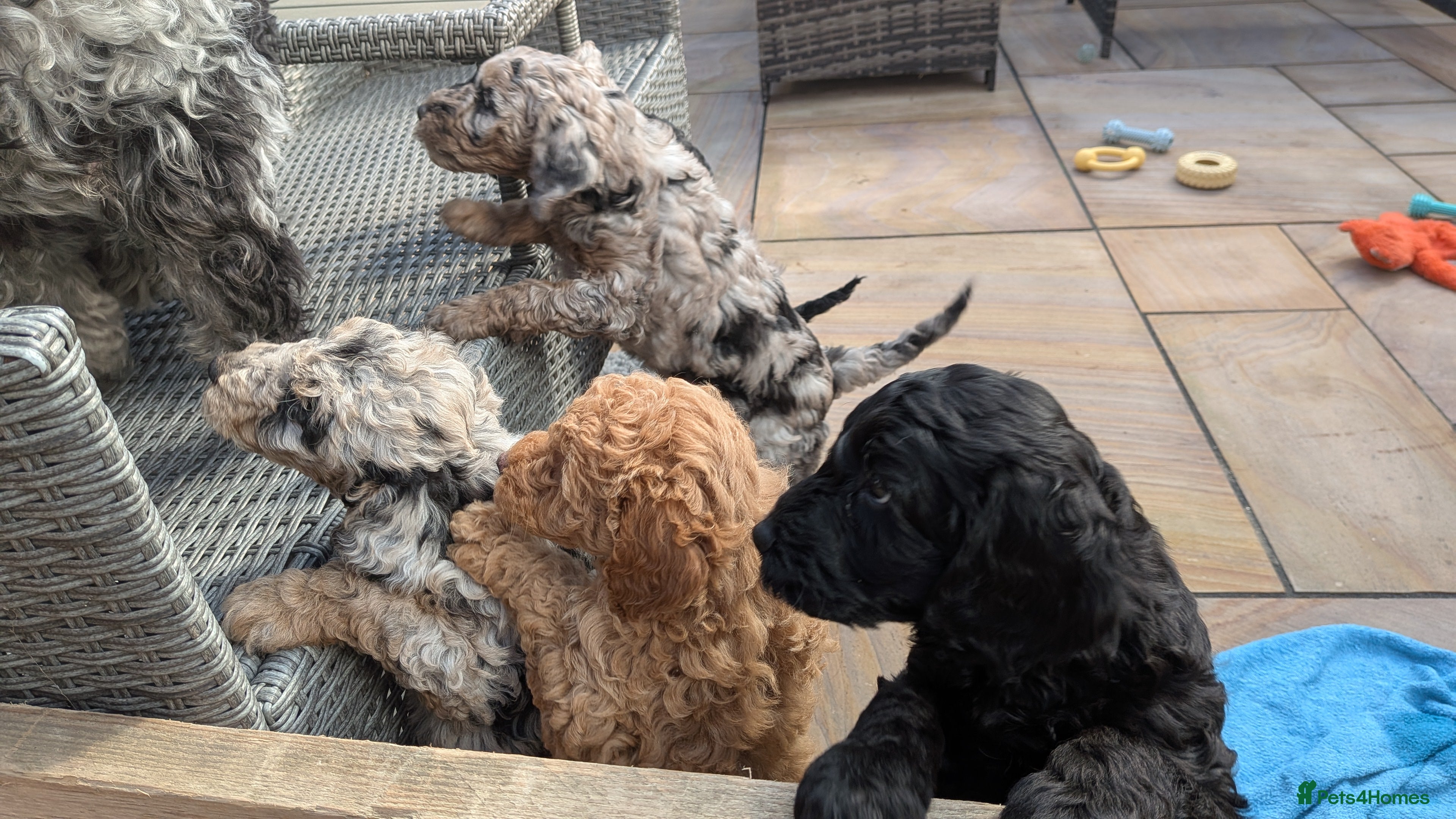 Cockapoo dogs 5 beautiful cockapoo girls "READY THIS SATURDAY" - Advert 10