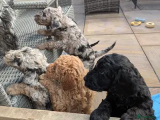 Cockapoo dogs 5 beautiful cockapoo girls "READY THIS SATURDAY" - Advert 10