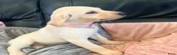 Labrador Retriever dogs for sale: Kc registered Labrador puppies - Advert 4