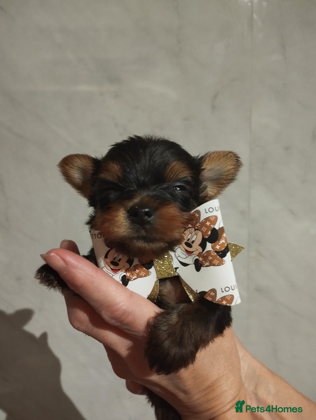 Yorkshire Terrier dogs for sale: 💝💝Beautiful miniature babies 💝💝 - Image 7