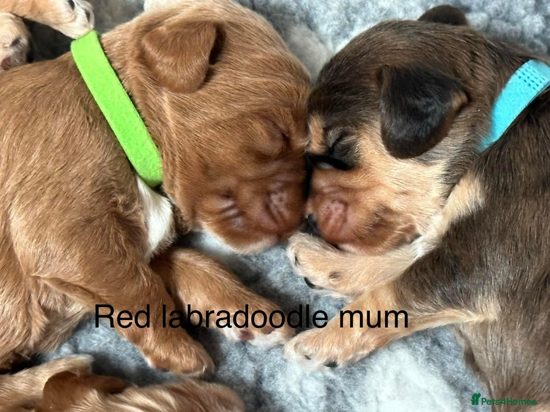 Cocker Spaniel dogs for stud: KC Reg Show Cocker Spaniel- Extensively DNA tested in Warrington - Image 22