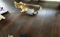 French Bulldog dogs for sale: Adorable 1-Year-Old French Bulldog – KC Registered - Image 6