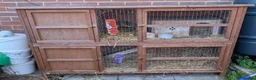 Guinea Pig rodents for sale: Two bonded, beautiful rare Texel boy guinea pigs in Swanage - Advert 2