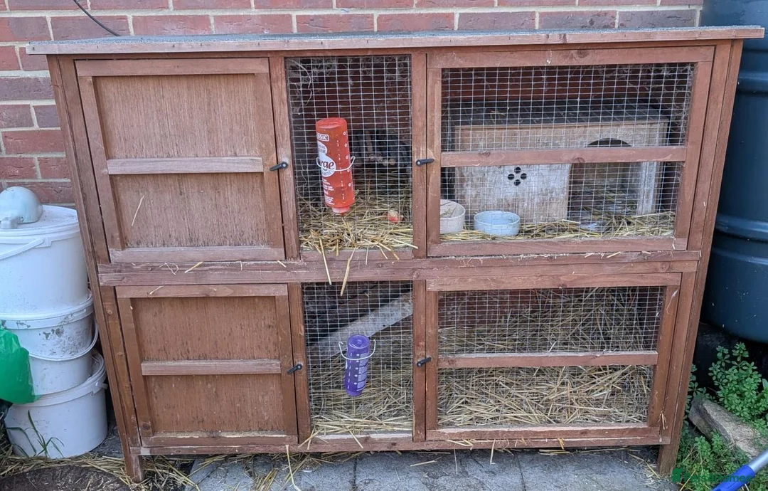 Guinea Pig rodents for sale: Two bonded, beautiful rare Texel boy guinea pigs in Swanage - Advert 2