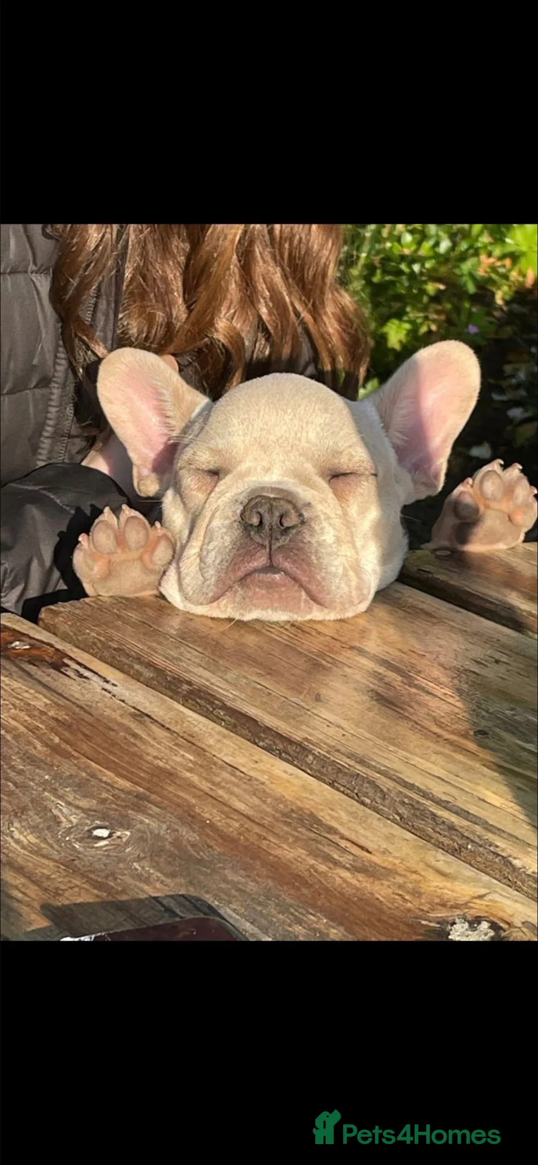 French Bulldog dogs for sale: Kc registered girl ready to go now - Advert 18