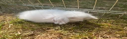 Mini Lion Lop rabbits for sale: * 2 left*  ready now - Advert 1