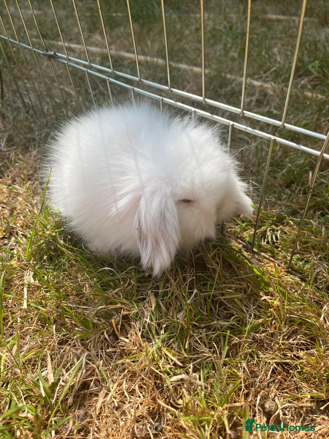 Mini Lion Lop rabbits for sale: * 2 left*  ready now - Advert 1