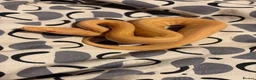 Python Snake reptiles for sale: Royal pythons  - Advert 18