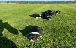 Border Collie dogs for sale: Superb litter of purebred Border Collie puppies  - Image 26