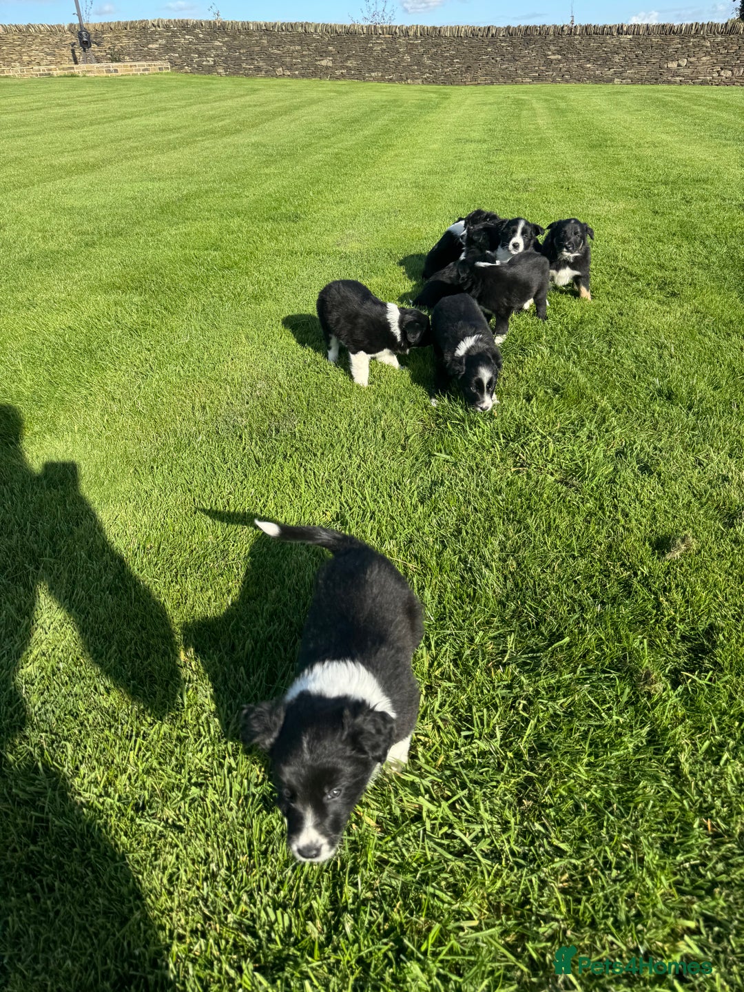 Border Collie dogs for sale: Superb litter of purebred Border Collie puppies  - Image 26