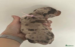 Miniature Dachshund dogs for sale: Smooth haired Miniature Dachshund - Image 14
