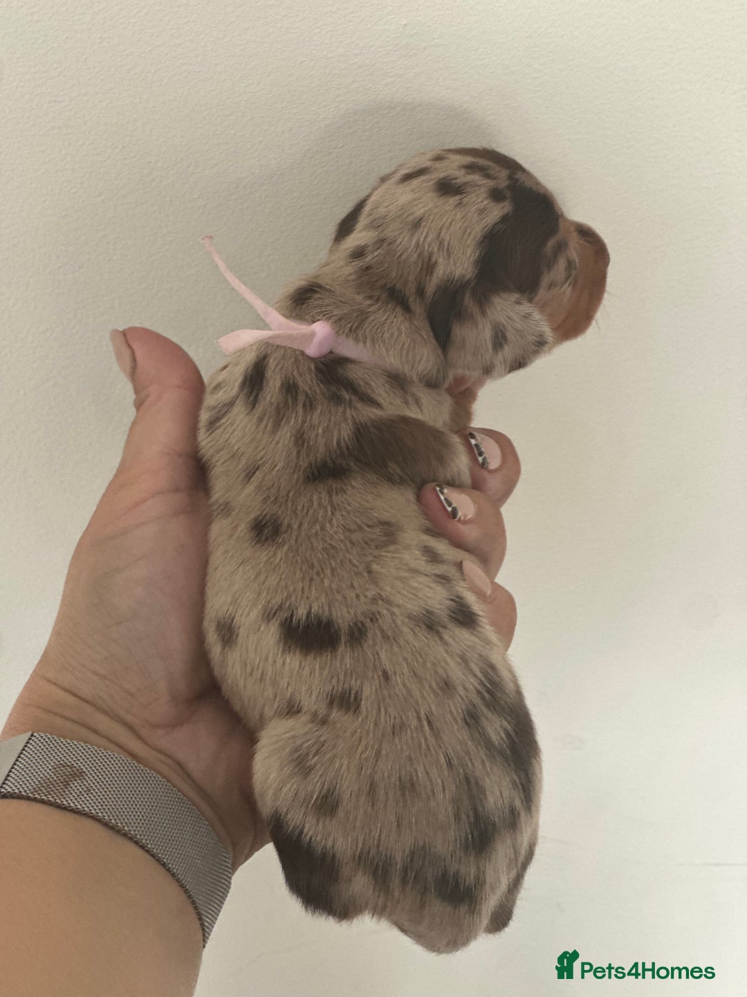 Miniature Dachshund dogs for sale: Smooth haired Miniature Dachshund - Image 14
