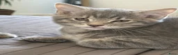 Mixed Breed cats for sale: 4 Kittens Looking for Their Forever Homes 🐾 - Advert 20
