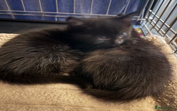 Domestic Shorthair cats for adoption: Meet Ella, Ray, Otis and Marvin 🖤  - Image 2