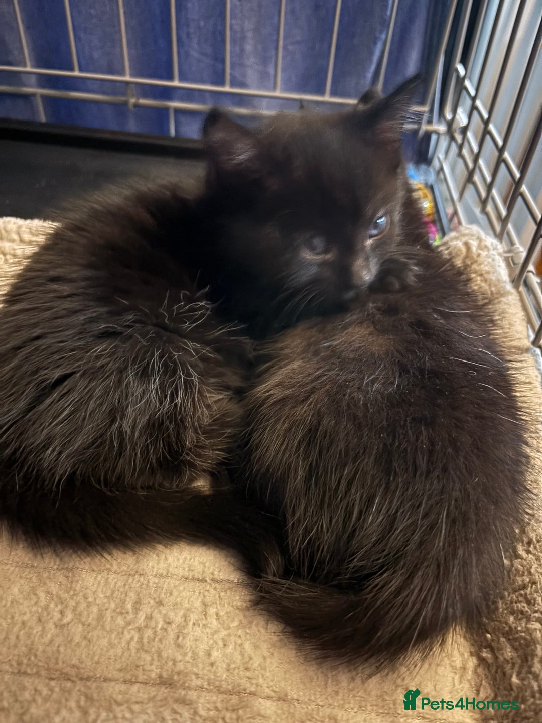 Domestic Shorthair cats for adoption: Meet Ella, Ray, Otis and Marvin 🖤  - Image 2