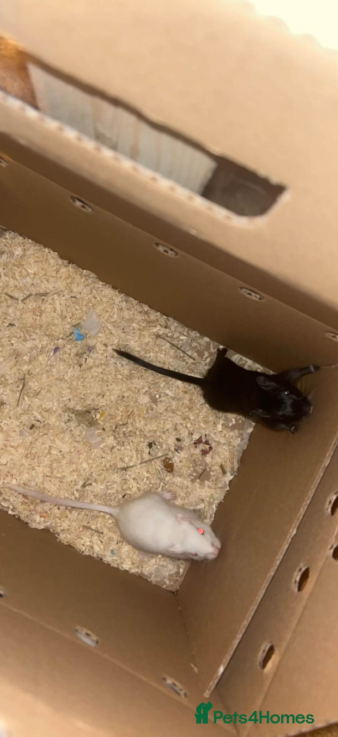Gerbil rodents for sale: 2 Male gerbils  in Wrexham - Advert 4