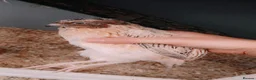 Quail poultry for sale: Male Coturnix Quail in Worksop - Advert 2